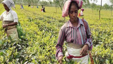 मांडविया का बयान: सरकार चाय बागानों की महिला कामगारों के कल्याण के लिए प्रतिबद्ध मांडविया का बयान: सरकार चाय बागानों की महिला कामगारों के कल्याण के लिए प्रतिबद्ध