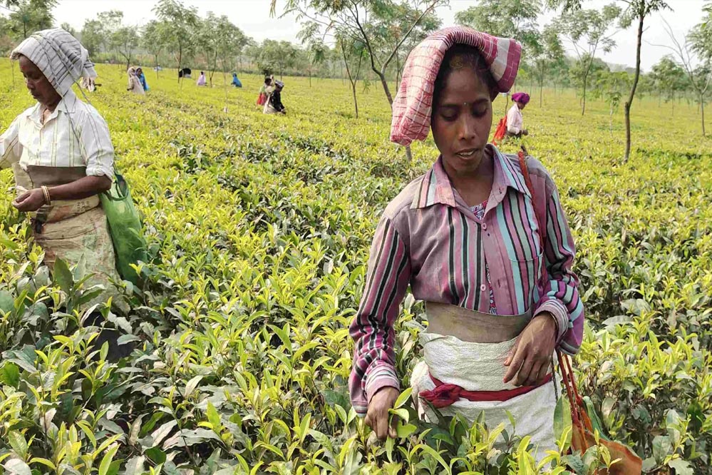 मांडविया का बयान: सरकार चाय बागानों की महिला कामगारों के कल्याण के लिए प्रतिबद्ध मांडविया का बयान: सरकार चाय बागानों की महिला कामगारों के कल्याण के लिए प्रतिबद्ध
