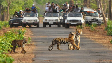 बांधवगढ़ में पर्यटन का नया रिकॉर्ड, अक्तूबर-नवंबर में सैलानियों की संख्या में 13% की बढ़ोतरी