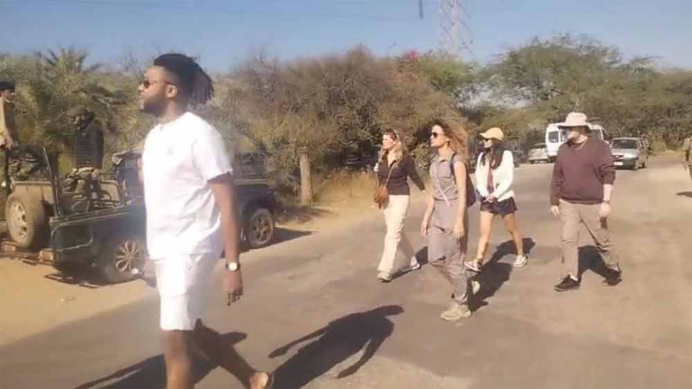 न्यू ईयर सेलिब्रेशन का हॉटस्पॉट बने एमपी के टाइगर रिज़र्व, 10 दिन देसी-विदेशी सैलानियों से रहे गुलजार