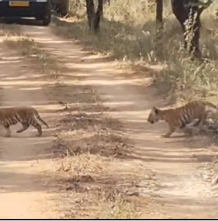 सिवनी में वन्यजीवन का अद्भुत नज़ारा: पांच शावकों संग नजर आई ‘जुगनी’ बाघिन, वीडियो ने जीता दिल