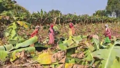 केले के दाम औंधे मुंह गिरे: बड़वानी के किसान फसल काटकर पशुओं को खिलाने को मजबूर केले के दाम औंधे मुंह गिरे: बड़वानी के किसान फसल काटकर पशुओं को खिलाने को मजबूर