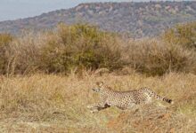 मुख्यमंत्री डॉ. यादव अंतर्राष्ट्रीय चीता दिवस पर कूनो में 3 चीते छोड़ेंगे जंगल में
