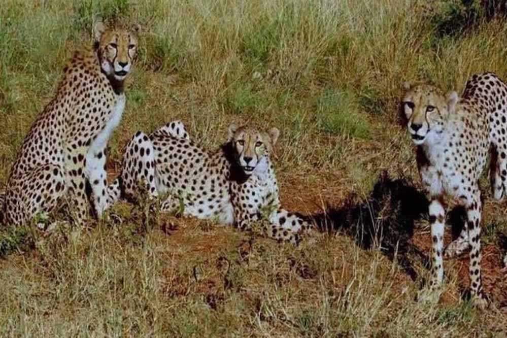 कूनो नेशनल पार्क: वीरा के एक शावक की खुले जंगल में मौत, 24 घंटे पहले हुआ था रिलीज