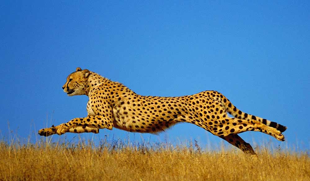 नए साल 2026 में VDTR में शिफ्ट होंगे चीते, करोड़ों के बजट को मिली मंजूरी