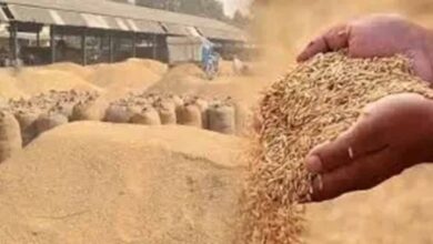 अब  तक 17.24 लाख टोकन से 87 लाख टन धान  की हो चुकी खरीदी