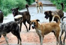 शराब के लिए हैवानियत: कुत्ते को मारकर खरगोश का मीट बताकर गांव में बेचा, बिहार में सनसनीखेज कांड