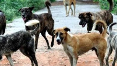 शराब के लिए हैवानियत: कुत्ते को मारकर खरगोश का मीट बताकर गांव में बेचा, बिहार में सनसनीखेज कांड