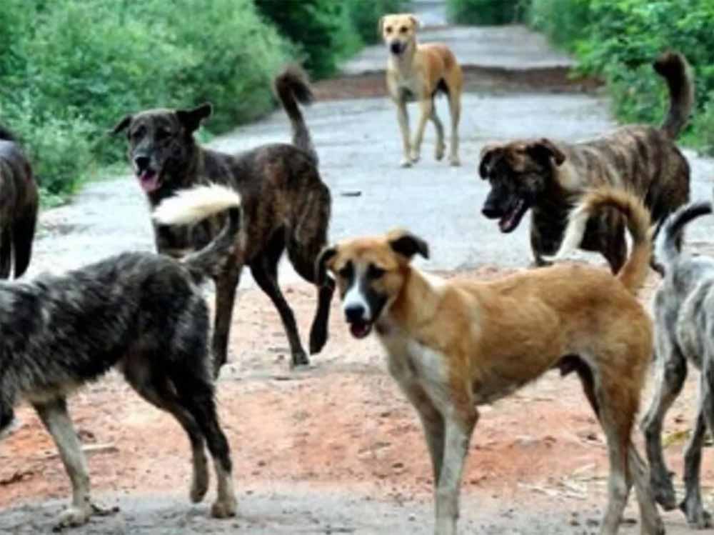 शराब के लिए हैवानियत: कुत्ते को मारकर खरगोश का मीट बताकर गांव में बेचा, बिहार में सनसनीखेज कांड शराब के लिए हैवानियत: कुत्ते को मारकर खरगोश का मीट बताकर गांव में बेचा, बिहार में सनसनीखेज कांड