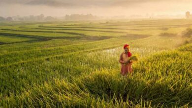 दुनिया भर में छाया भारतीय बासमती का जलवा: खुशबू ने बना दिया ‘चावल का बादशाह’ दुनिया भर में छाया भारतीय बासमती का जलवा: खुशबू ने बना दिया ‘चावल का बादशाह’