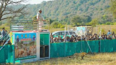 अंतर्राष्ट्रीय चीता दिवस पर बड़ा कदम: CM मोहन यादव ने तीन चीतों को जंगल में किया रिलीज