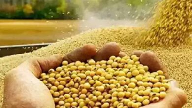 भावांतर योजना में सोयाबीन का मॉडल रेट 4239 रुपए जारी