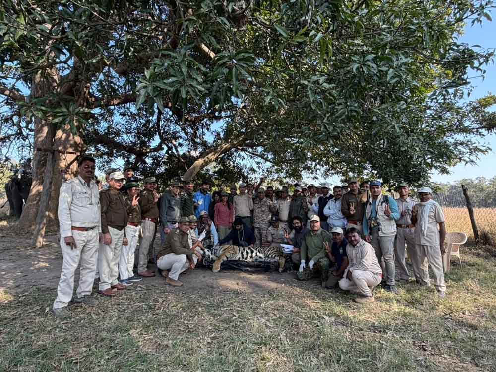 कान्हा से वीरांगना दुर्गावती टाइगर रिज़र्व के लिये नर बाघ रवाना कान्हा से वीरांगना दुर्गावती टाइगर रिज़र्व के लिये नर बाघ रवाना