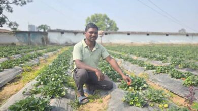 उद्यानिकी खेती से बदली किसान की आर्थिक तस्वीर, धान की तुलना में स्ट्रॉबेरी की खेती में डबल मुनाफा