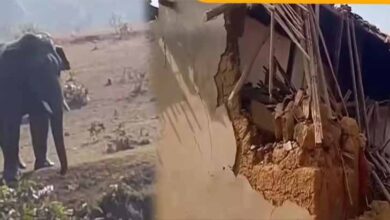 हाथियों के दल का खाड़ा गांव में हमला, मकान तोड़ा, दो गायों की मौत हाथियों के दल का खाड़ा गांव में हमला, मकान तोड़ा, दो गायों की मौत