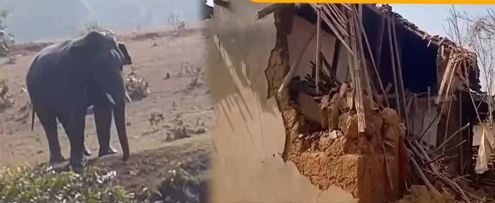 हाथियों के दल का खाड़ा गांव में हमला, मकान तोड़ा, दो गायों की मौत हाथियों के दल का खाड़ा गांव में हमला, मकान तोड़ा, दो गायों की मौत