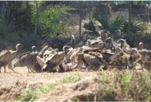 गिद्ध संरक्षण में छत्तीसगढ़ की नई उड़ान,इंद्रावती टाइगर रिजर्व बना देश का मॉडल