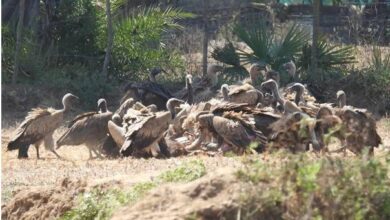 गिद्ध संरक्षण में छत्तीसगढ़ की नई उड़ान,इंद्रावती टाइगर रिजर्व बना देश का मॉडल
