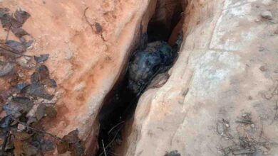 जंगल क्षेत्र में हाथी के बच्चे की हुई मौत,पोस्टमार्टम के बाद होगी मृत्यु कारणों की पुष्टि