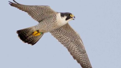 उदंती-सीतानदी में दिखा दुनिया का सबसे तेज़ उड़ने वाला पक्षी पेरेग्रीन फाल्कन