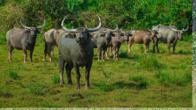 हथियारबंद नक्सलियों के विस्तार के कॉरिडोर अब बनेंगे जंगली भैंसों का घर हथियारबंद नक्सलियों के विस्तार के कॉरिडोर अब बनेंगे जंगली भैंसों का घर