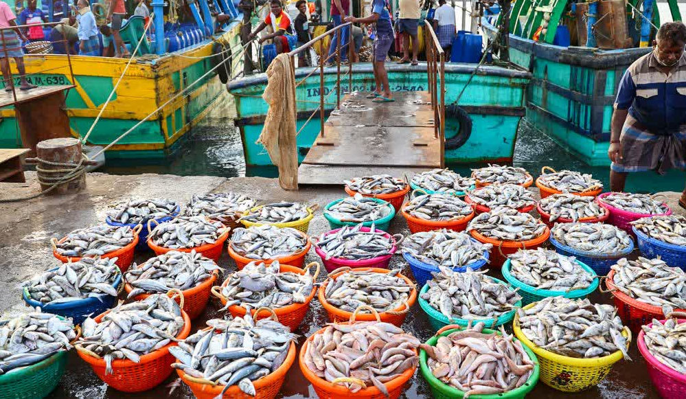 US टैरिफ की चुनौती को पछाड़ते हुए भारत के सीफूड निर्यात में 21% का उछाल