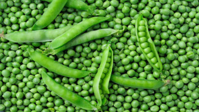 जबलपुर का हरा सोना चमकेगा: मटर महोत्सव में जबलपुरी मटर को मिली नई उपाधि