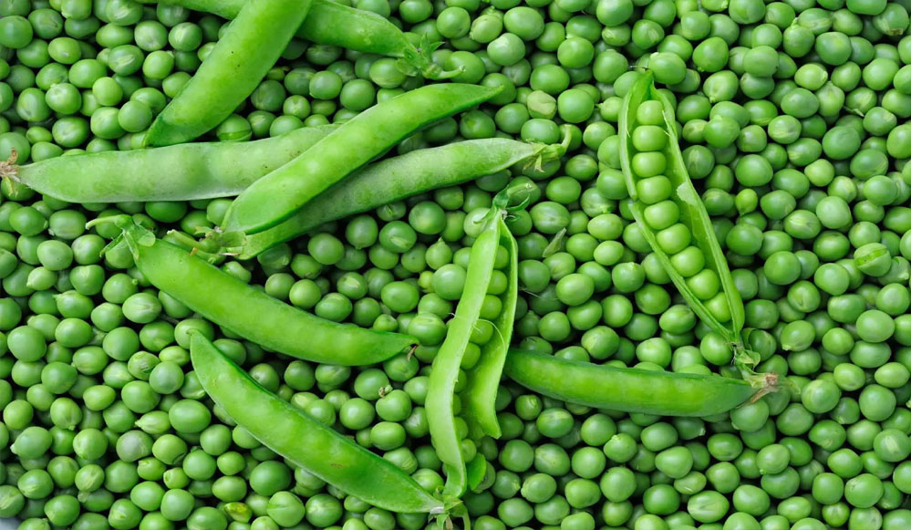 जबलपुर का हरा सोना चमकेगा: मटर महोत्सव में जबलपुरी मटर को मिली नई उपाधि