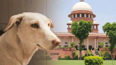 कुत्ते के काटने से मौत पर राज्य सरकार को सुप्रीम कोर्ट का आदेश, देना होगा भारी मुआवजा कुत्ते के काटने से मौत पर राज्य सरकार को सुप्रीम कोर्ट का आदेश, देना होगा भारी मुआवजा