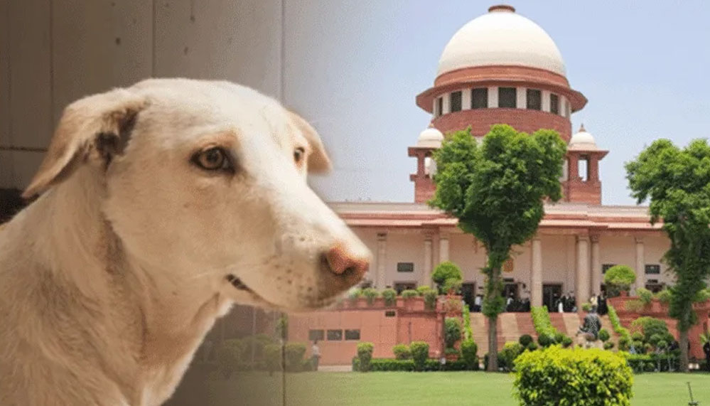 कुत्ते के काटने से मौत पर राज्य सरकार को सुप्रीम कोर्ट का आदेश, देना होगा भारी मुआवजा कुत्ते के काटने से मौत पर राज्य सरकार को सुप्रीम कोर्ट का आदेश, देना होगा भारी मुआवजा