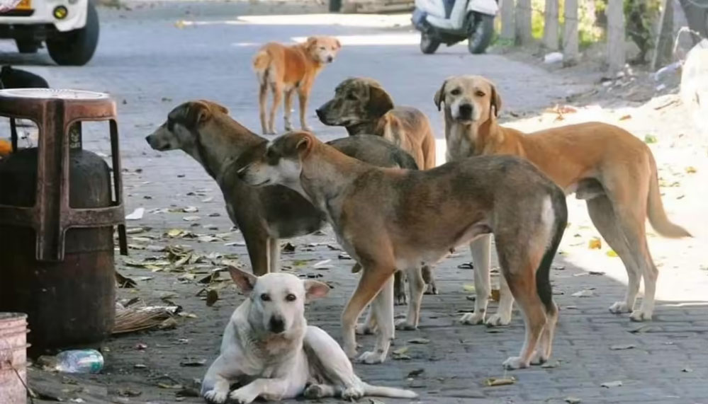 MP से खत्म होगा कुत्तों और मवेशियों का ‘आतंक’, स्कूल और अस्पतालों के बाहर बनेगी ‘किलानुमा’ दीवार