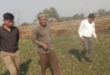 धमतरी : धमतरी जिले में फसल चक्र परिवर्तन एवं मृदा स्वास्थ्य सुदृढ़ीकरण की दिशा में महत्वपूर्ण पहल