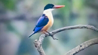 रायपुर : बारनवापारा अभयारण्य में मिला दुर्लभ ब्लैक-कैप्ड किंगफिशर