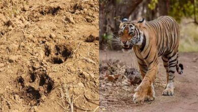 बस्तर के जंगलों में लौटी बाघ की दहाड़, दशकों बाद दिखे वापसी के पुख्ता संकेत