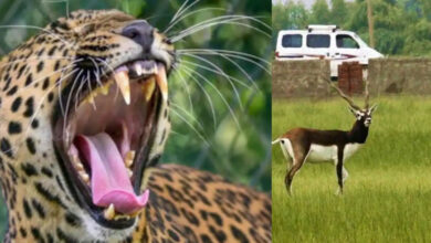 नौरादेही अभ्यारण्य में अफ्रीकी चीते के लिए काले हिरणों का इंतजाम, तैयार हैं शिकार के लिए