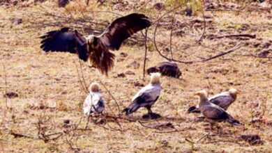 इंदौर में सफेद गिद्धों की संख्या में इजाफा, 9 साल बाद ‘आकाश के रक्षक’ की वापसी इंदौर में सफेद गिद्धों की संख्या में इजाफा, 9 साल बाद ‘आकाश के रक्षक’ की वापसी