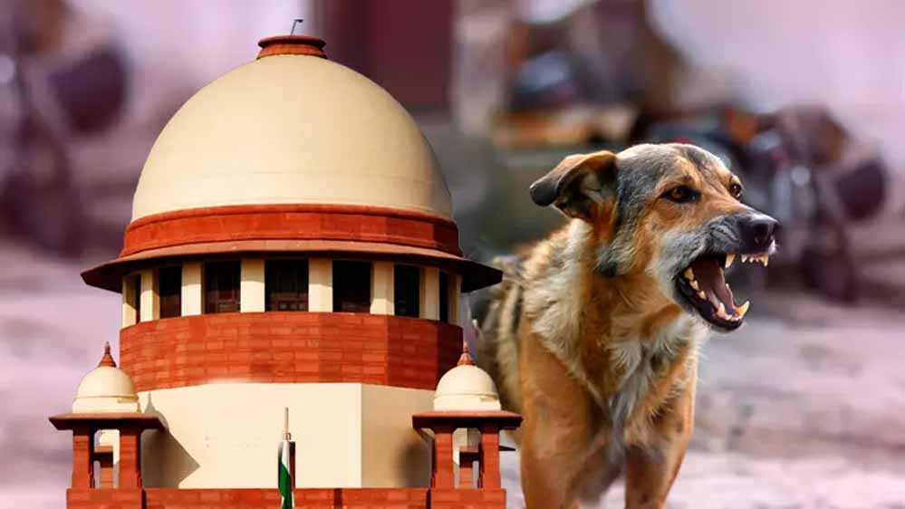 2 महीने में 1.6 लाख कुत्तों की नसबंदी? झारखंड के आंकड़ों पर सुप्रीम कोर्ट सख्त 2 महीने में 1.6 लाख कुत्तों की नसबंदी? झारखंड के आंकड़ों पर सुप्रीम कोर्ट सख्त
