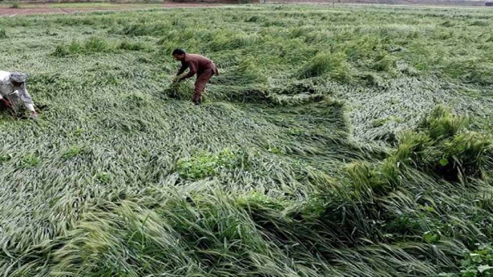 मध्य प्रदेश में हर किसान को फसल मुआवजा, मोहन यादव के आदेश पर अधिकारी खेतों में पहुँचे मध्य प्रदेश में हर किसान को फसल मुआवजा, मोहन यादव के आदेश पर अधिकारी खेतों में पहुँचे