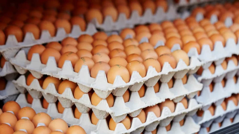 भारत में पोल्ट्री फीड महंगा, लेकिन अंडे की कीमत दुनिया में सबसे सस्ती, जानिए ब्राजील और अमेरिका का रेट भारत में पोल्ट्री फीड महंगा, लेकिन अंडे की कीमत दुनिया में सबसे सस्ती, जानिए ब्राजील और अमेरिका का रेट