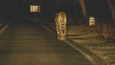 MP में बनेगा 625 KM लंबा ‘टाइगर टूरिज्म कॉरिडोर’, पेंच, कान्हा, बांधवगढ़ और पन्ना को जोड़ेगा सड़क मार्ग