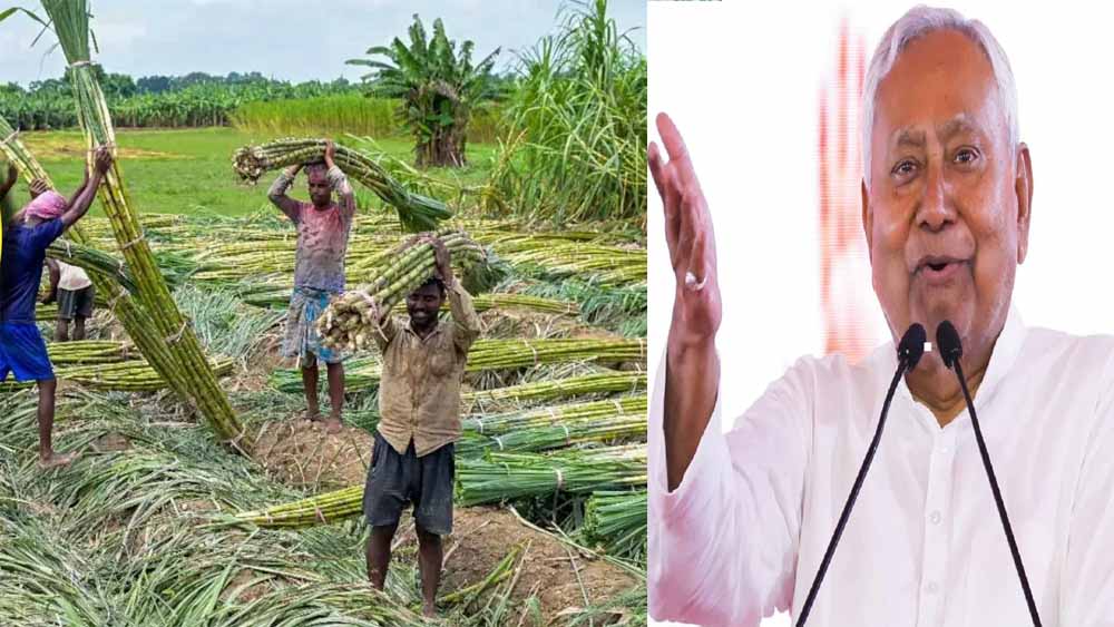 बिहार में नए गन्ना किसानों को फ्री में मिलेगा बीज, 15 दिन के अंदर रजिस्ट्रेशन करवाने के निर्देश
