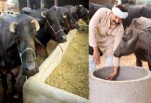 भैंस पालन पर 75 प्रतिशत तक सब्सिडी, मजदूर से मालिक बनने का मिलेगा मौका