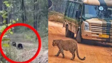 सनबाथ करते दिखे शेर-बाघ-भालू, राजगीर का जू सफारी ठंड में बना पर्यटकों का हॉटस्पॉट सनबाथ करते दिखे शेर-बाघ-भालू, राजगीर का जू सफारी ठंड में बना पर्यटकों का हॉटस्पॉट