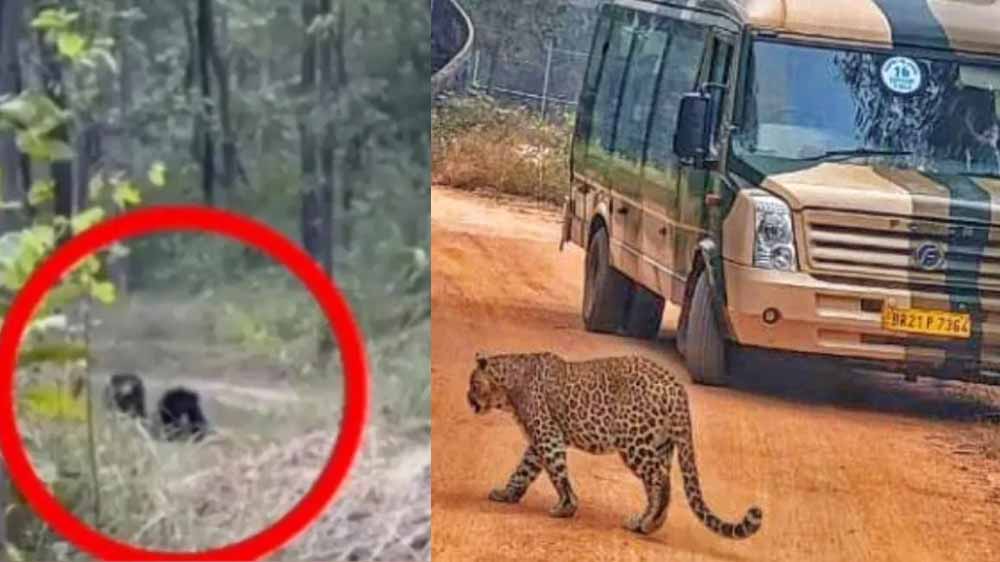 सनबाथ करते दिखे शेर-बाघ-भालू, राजगीर का जू सफारी ठंड में बना पर्यटकों का हॉटस्पॉट