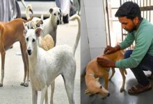 मेडिकल कॉलेज अस्पतालों में गिने जाएंगे आवारा कुत्ते, संख्या बढ़ेगी तो बनेंगे शेल्टर होम