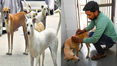 मेडिकल कॉलेज अस्पतालों में गिने जाएंगे आवारा कुत्ते, संख्या बढ़ेगी तो बनेंगे शेल्टर होम