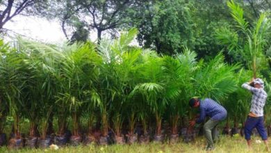 ऑयल पाम की खेती को बढ़ावा, अतिरिक्त अनुदान से किसानों की बढ़ेगी आय ऑयल पाम की खेती को बढ़ावा, अतिरिक्त अनुदान से किसानों की बढ़ेगी आय