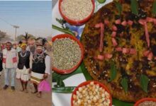 धमतरी में पहली बार होगा मिलेट्स महोत्सव, छत्तीसगढ़ में दिया जा रहा पारम्परिक भोजन को बढ़ावा