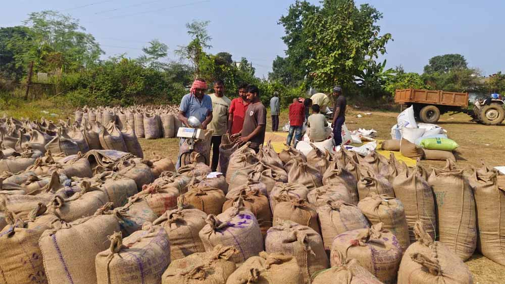 धान का 21 क्विंटल प्रति एकड़ के हिसाब से हो रहा उपार्जन, अफवाहों पर ध्यान न दें किसान धान का 21 क्विंटल प्रति एकड़ के हिसाब से हो रहा उपार्जन, अफवाहों पर ध्यान न दें किसान