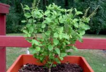 तुलसी के 5 संकेत बदल सकते हैं किस्मत, घर में बरसेगी मां लक्ष्मी की असीम कृपा